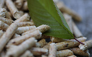 Holzpellets mit grünem Blatt
